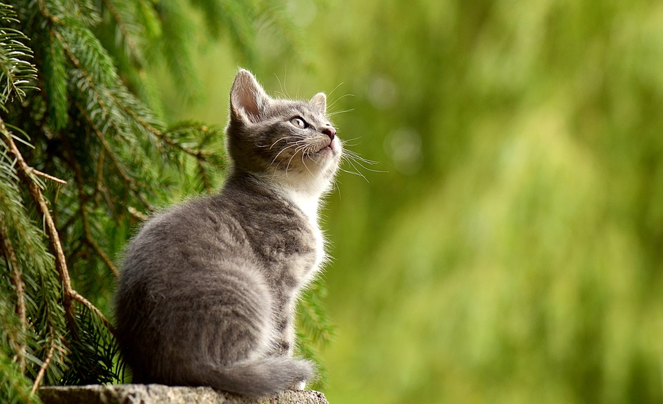 Kucing Rentan Sakit Di Musim Hujan? Begini Cara Menjaga Kesehatan Kucing Di Musim Hujan, Gampang Banget!