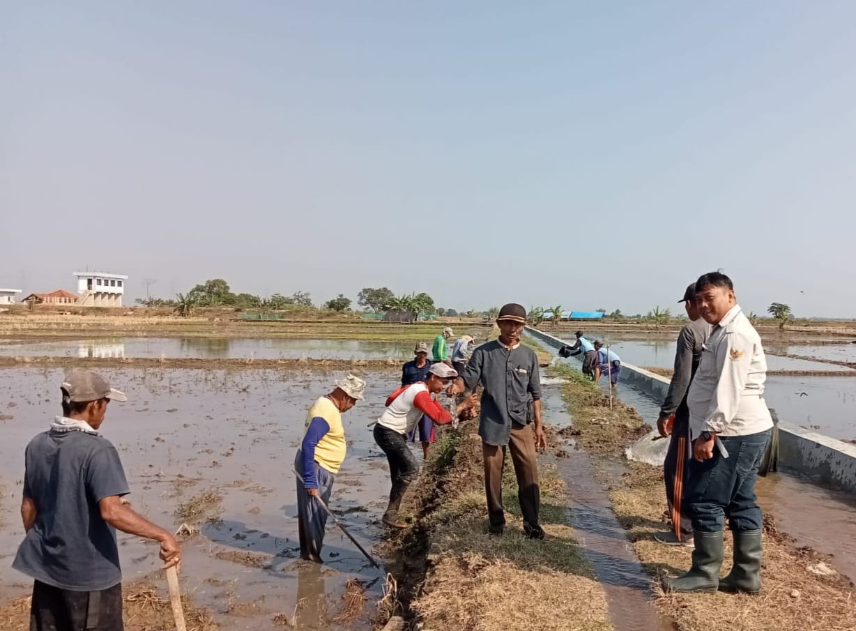 Persiapan MT Gadu Ratusan Petani Bangodua Bersihkan Saluran Irigasi dan Basmi Hama