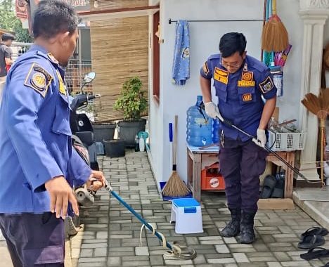 Ular Coros Masuk Warung di Juntinyuat, Damkar Indramayu Sigap Evakuas
