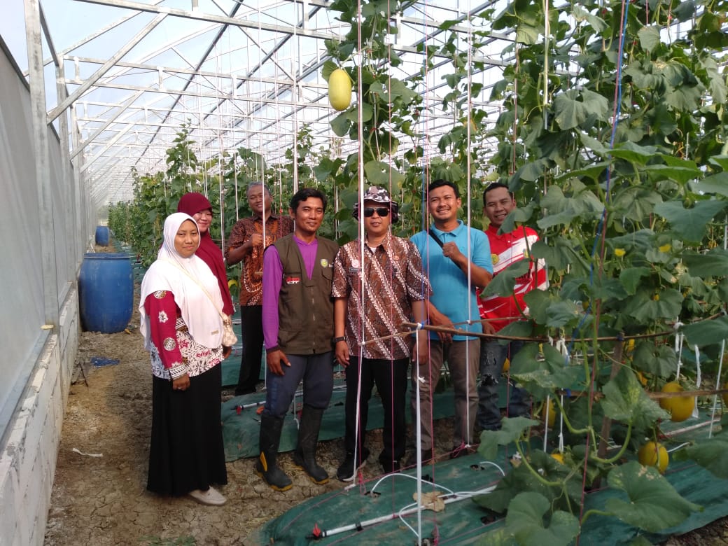 Ada Wisata Petik Melon di Indramayu, Yuk Datang ke Desa Kedokan Gabus