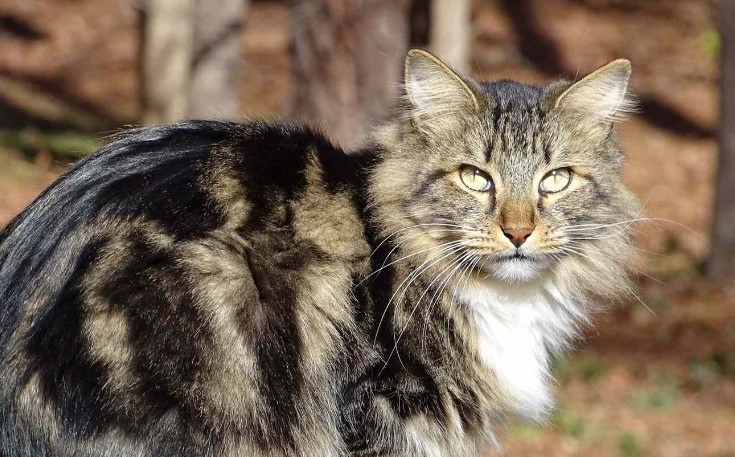 Berikut 7 Cara Menjaga Bulu Kucing Agar Tetap Bersih dan Berkilau! No. 2 Jarang Dilakukan!