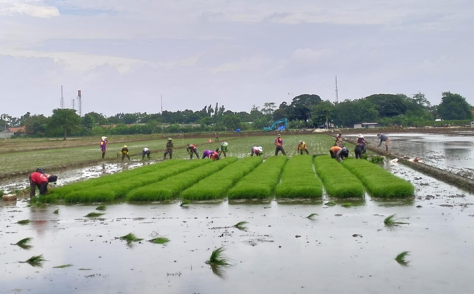 Inovasi Pertanian, Petani di Desa Pekandangan Sudah Terapkan Metode IPHA