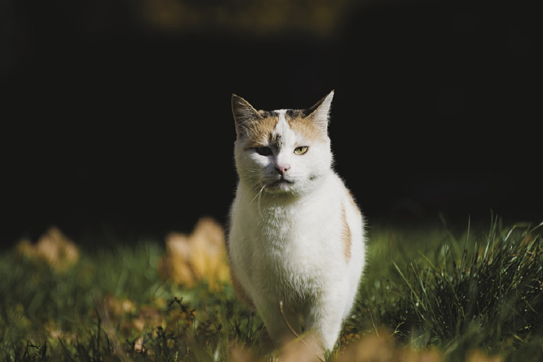 Hindari Memberi Makan Kucing Pakai Nasi! Ini 2 Dampak Bahaya Kucing Makan Nasi Yang Bisa Menyerang Anabul