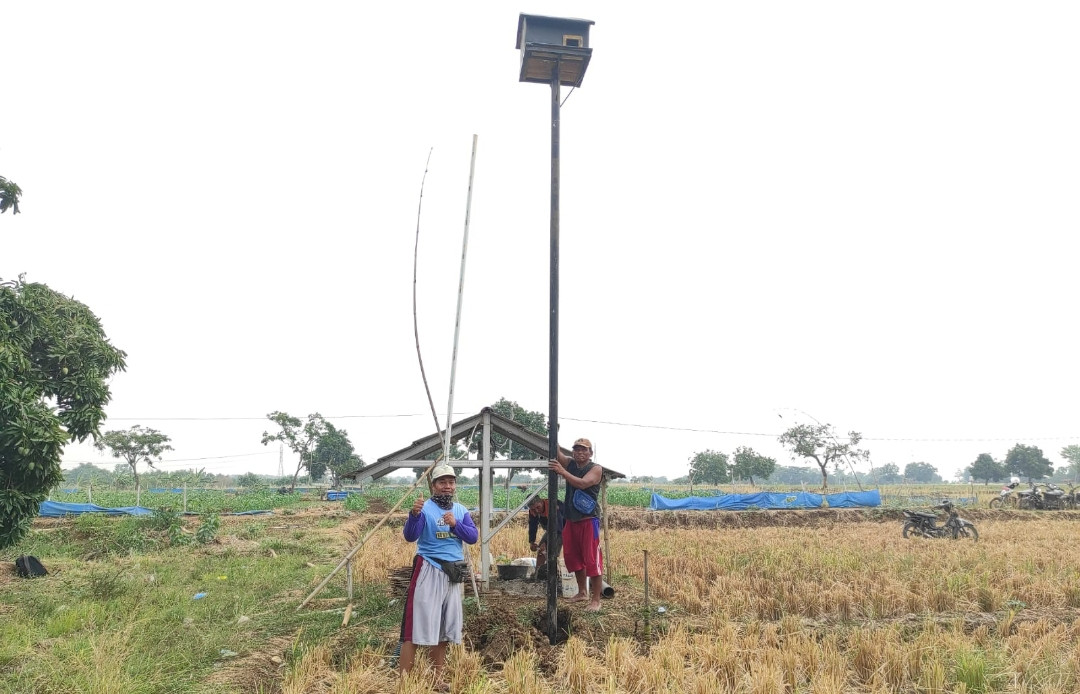 Kemarin Ular, Sekarang Pemkab Indramayu Siap Andalkan Predator Alami untuk Kendalikan Hama Tikus di Sawah