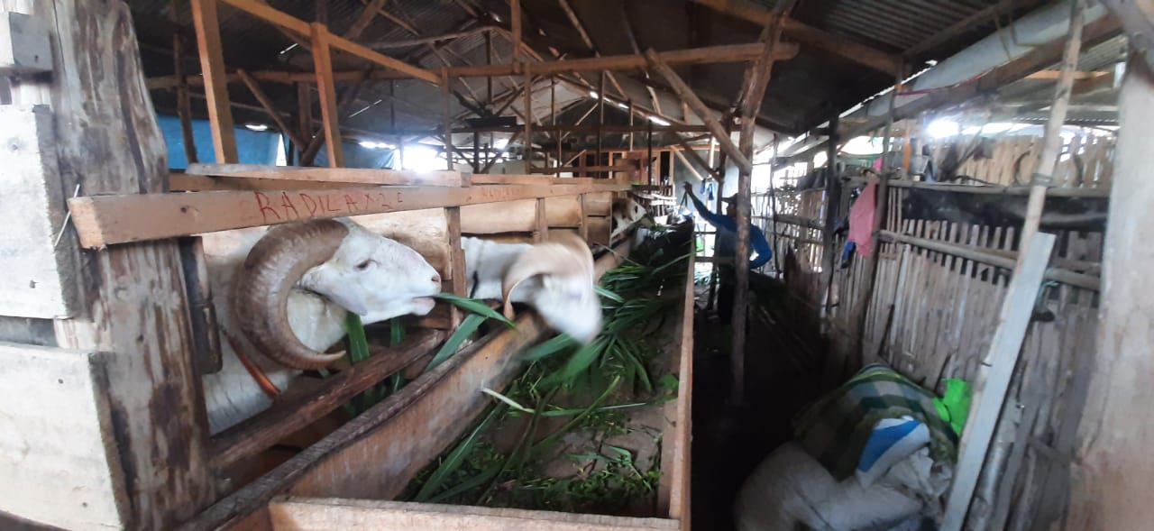 Jelang Idul Adha, Peternak Kambing Kebanjiran Order