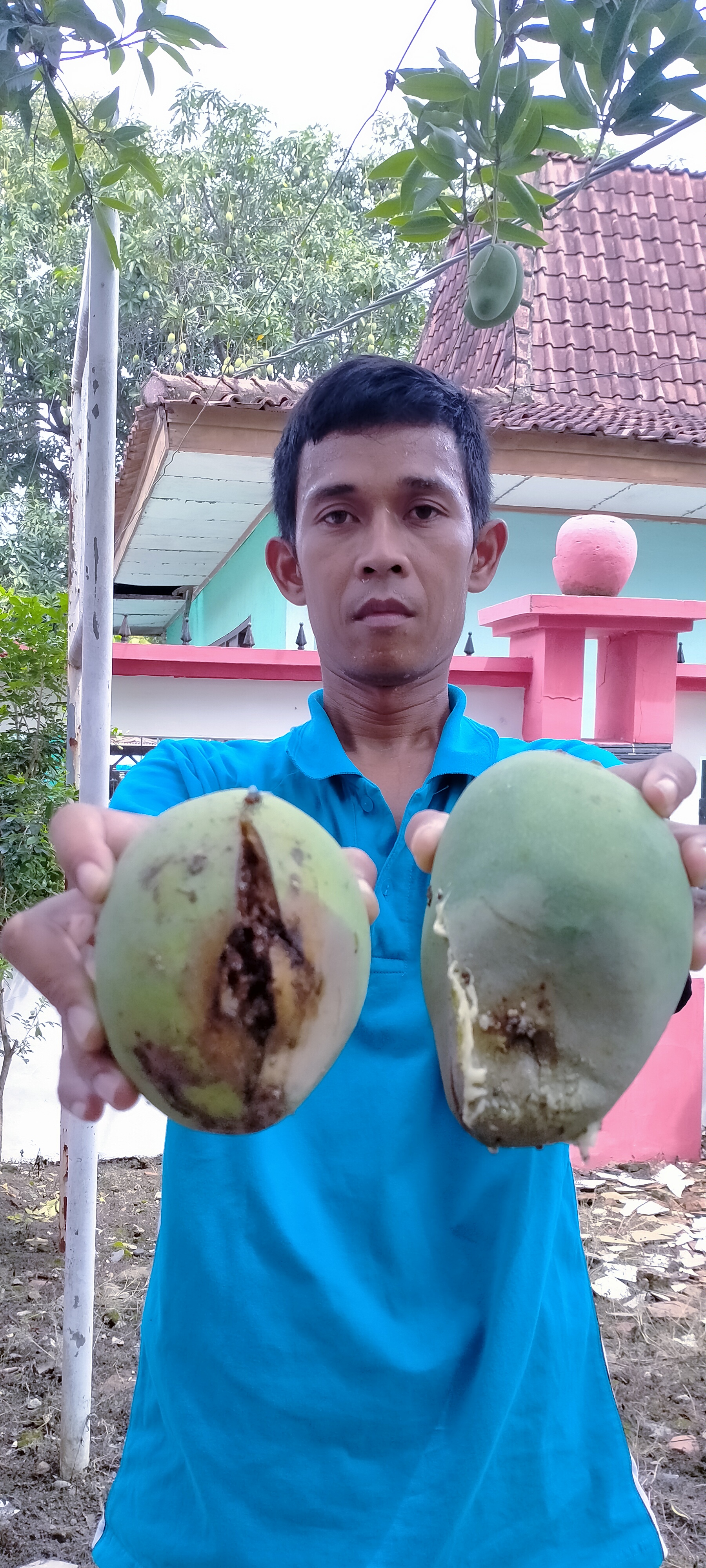 Diserang Lalat Buah, Petani Mangga Terpaksa Panen Dini