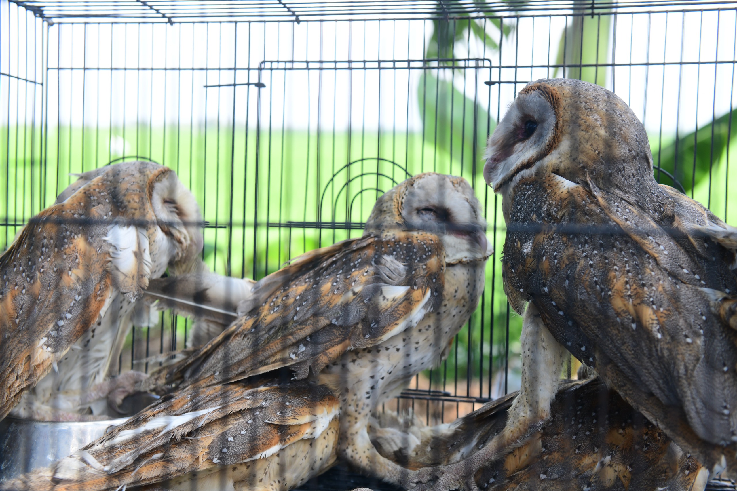 Bupati Lucky Lepas Burhan ke Sawah, Apa Manfaatnya untuk Petani? 