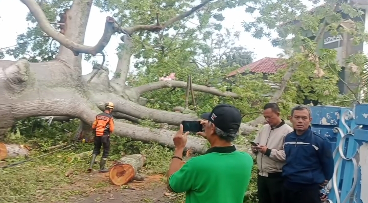 Pohon Randu Gede Tumbang, Tidak Ada Korban Jiwa