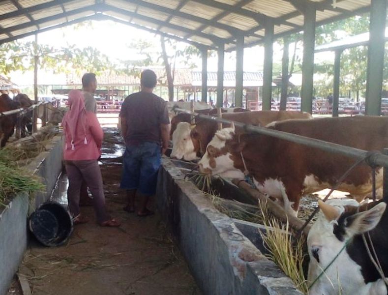 Jelang Hari Raya Idul Adha, Pasokan Sapi Kurban Lancar