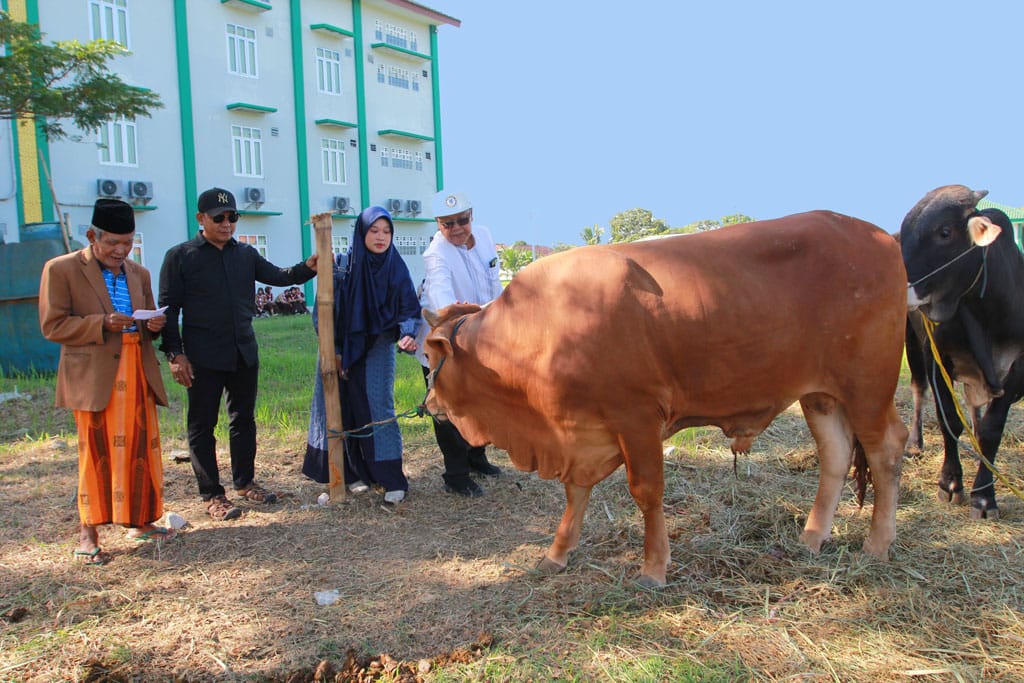 Dedi Wahidi Distribusikan Hewan Kurban ke PKB dan NU. Yayasan Darul Ma’arif Kaplongan Potong 7 Ekor Sapi