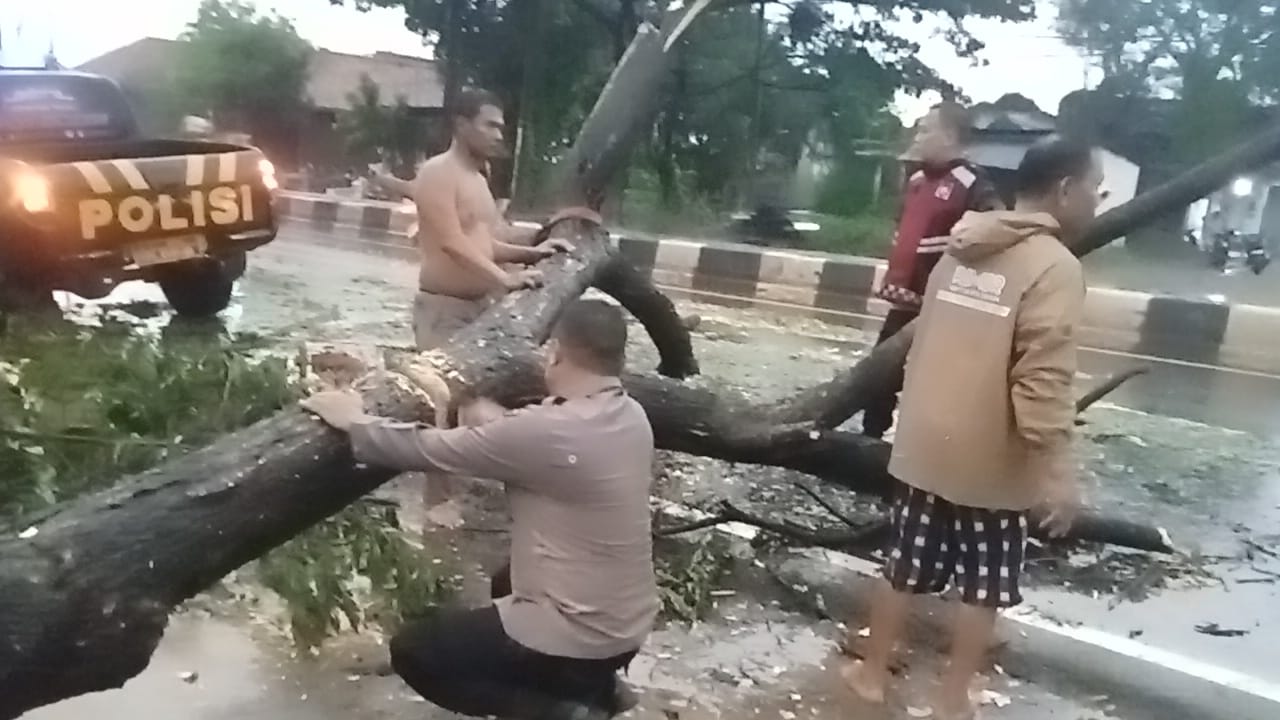 Jalan Raya Sumuradem Terhalang Pohon Tumbang, Anggota Polsek Sukra Sigap Lakukan Evakuasi
