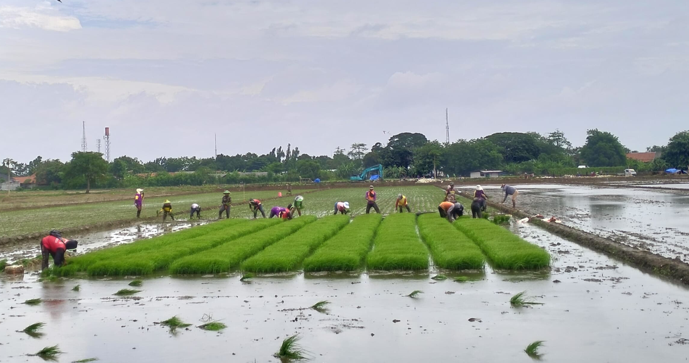 Metode IPHA, Biaya Tanam Sedikit Tapi Panen Lebih Cepat