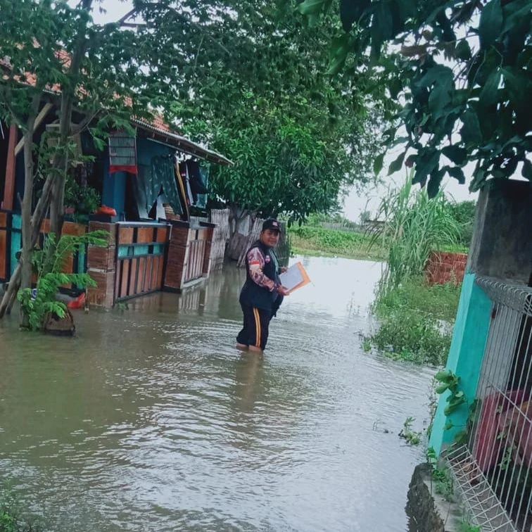 SALUT!.. Militansi Pantarlih Kandanghaur, Terobos Banjir Demi Coklit Pemilih