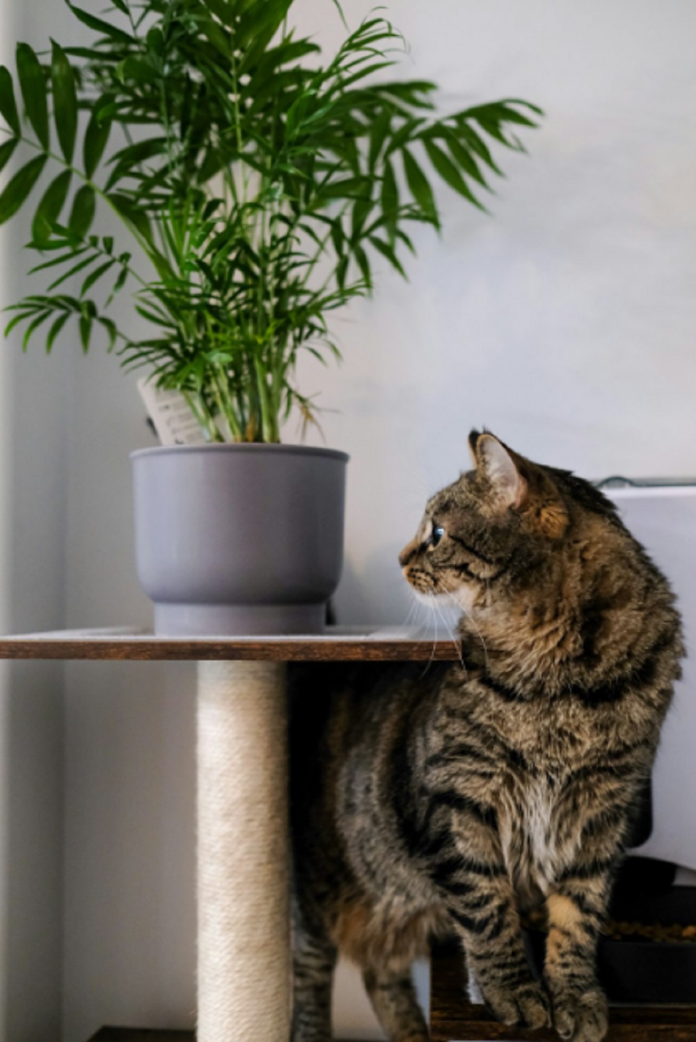 Rupanya Tidak Disukai Kucing, Berikut Beberapa Jenis Tanaman yang Paling Dihindari oleh Kucing