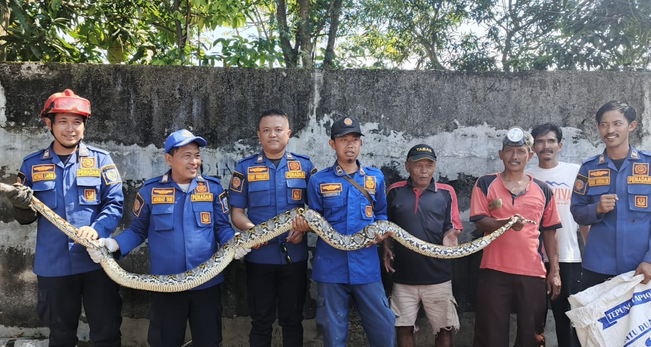 Menegangkan Aksi Petugas Damkar Evakuasi Ular Piton Sepanjang 5 Meter 