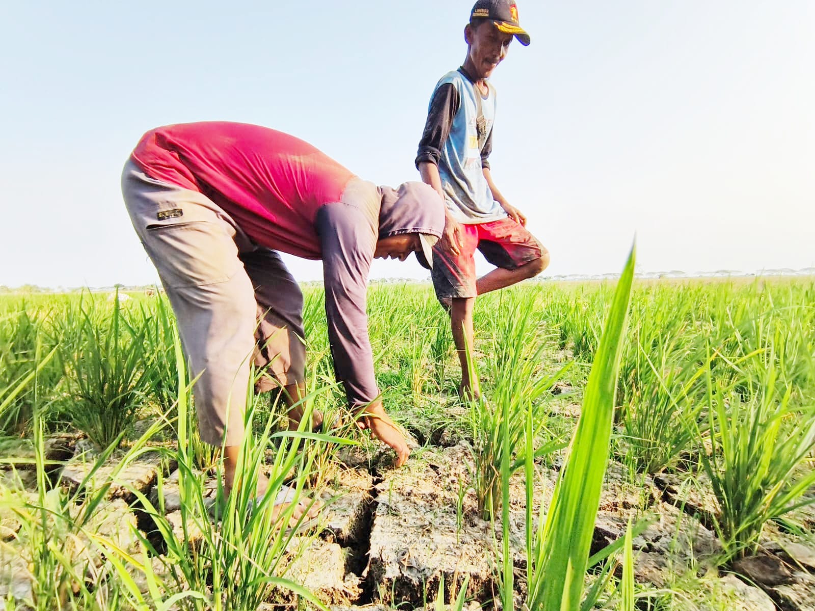 10 Ribu Hektare Sawah di Inbar Terancam Tak Bisa Tanam
