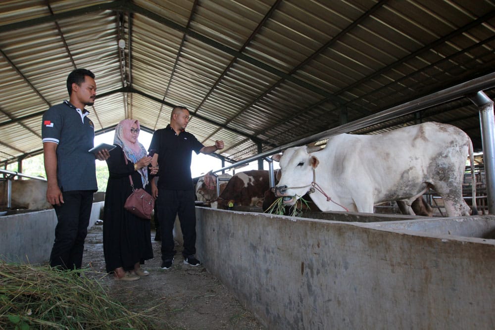 Jangan Potong Sapi Betina Produktif, Bisa Kena Pidana Lho! 