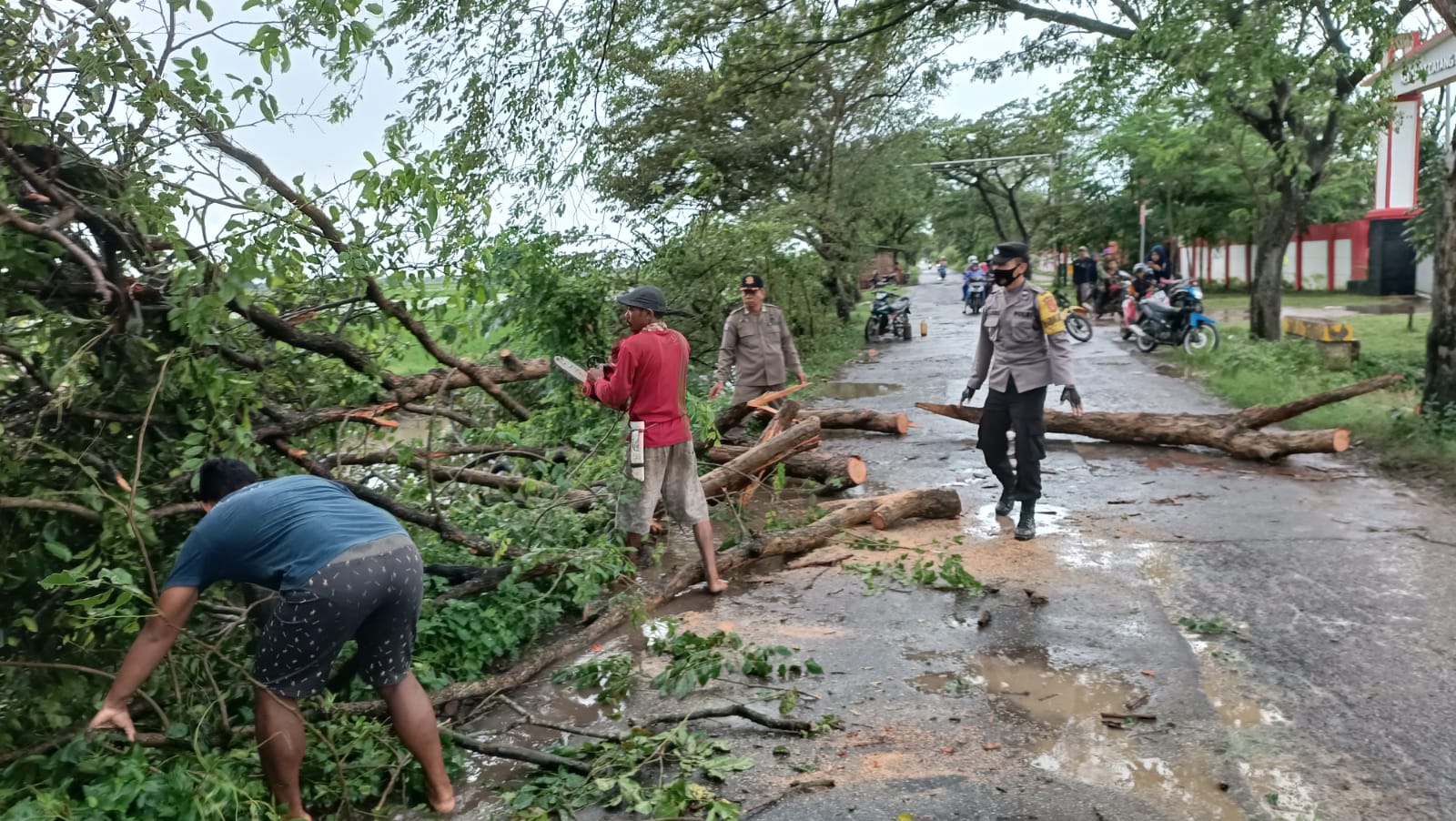 Hujan Angin Kencang, Lima Pohon Tumbang di Jalan Pecuk