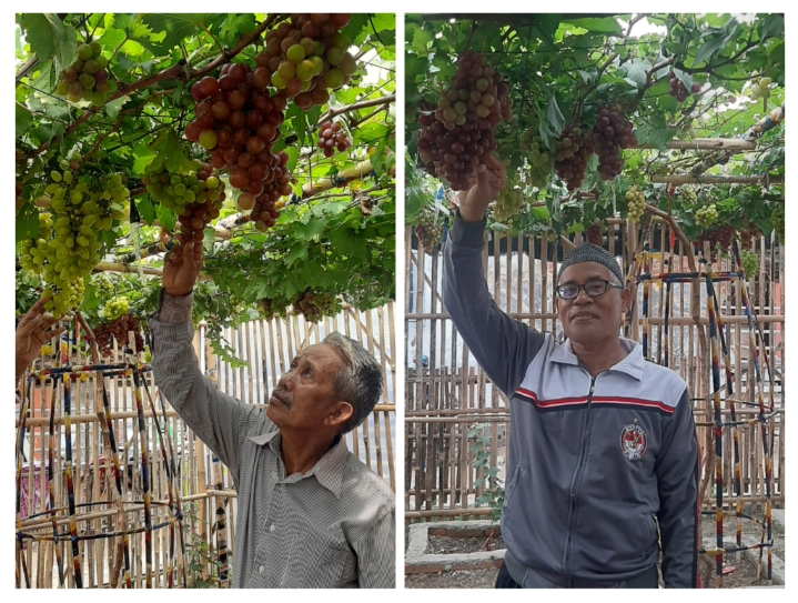 Kebun Anggur di Desa Segeran Lor Dibuka untuk Umum: Bisa Beli Anggur Langsung Dipetik Sendiri dari Kebun! 