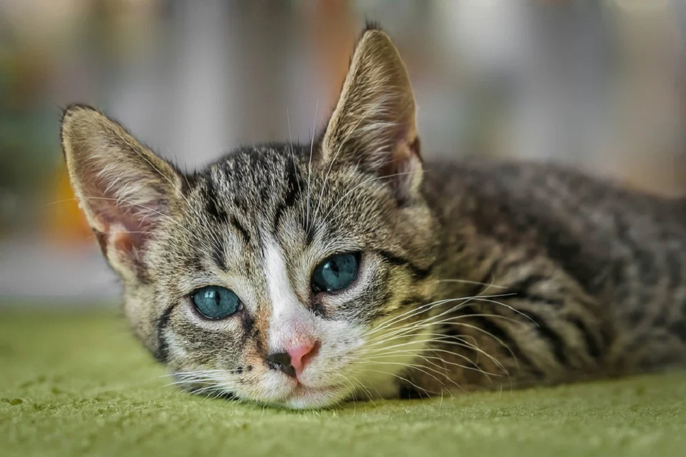 Penyebab Kucing Tiba-Tiba Lemas, Ternyata Karena Hal Sepele Ini! Simak Agar Tidak Terjadi Pada Peliharaanmu