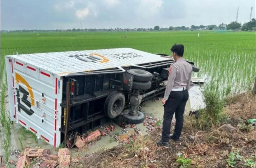 Truk Box Terguling ke Sawah Usai Menabrak Pohon di Jalur Pantura Lohbener 