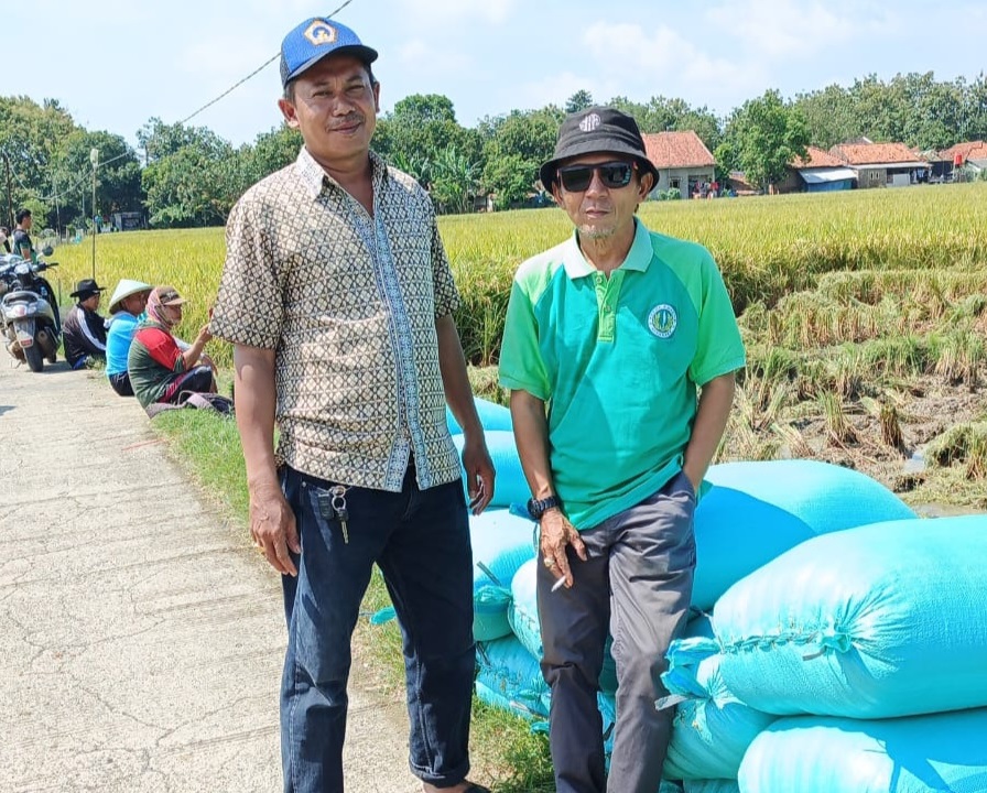 Petani Gembira Harga Gabah Tinggi