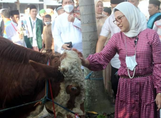 Qurban 2 Ekor Sapi. Bupati Nina Ajak Teladani Keikhlasan Nabi Ibrahim AS