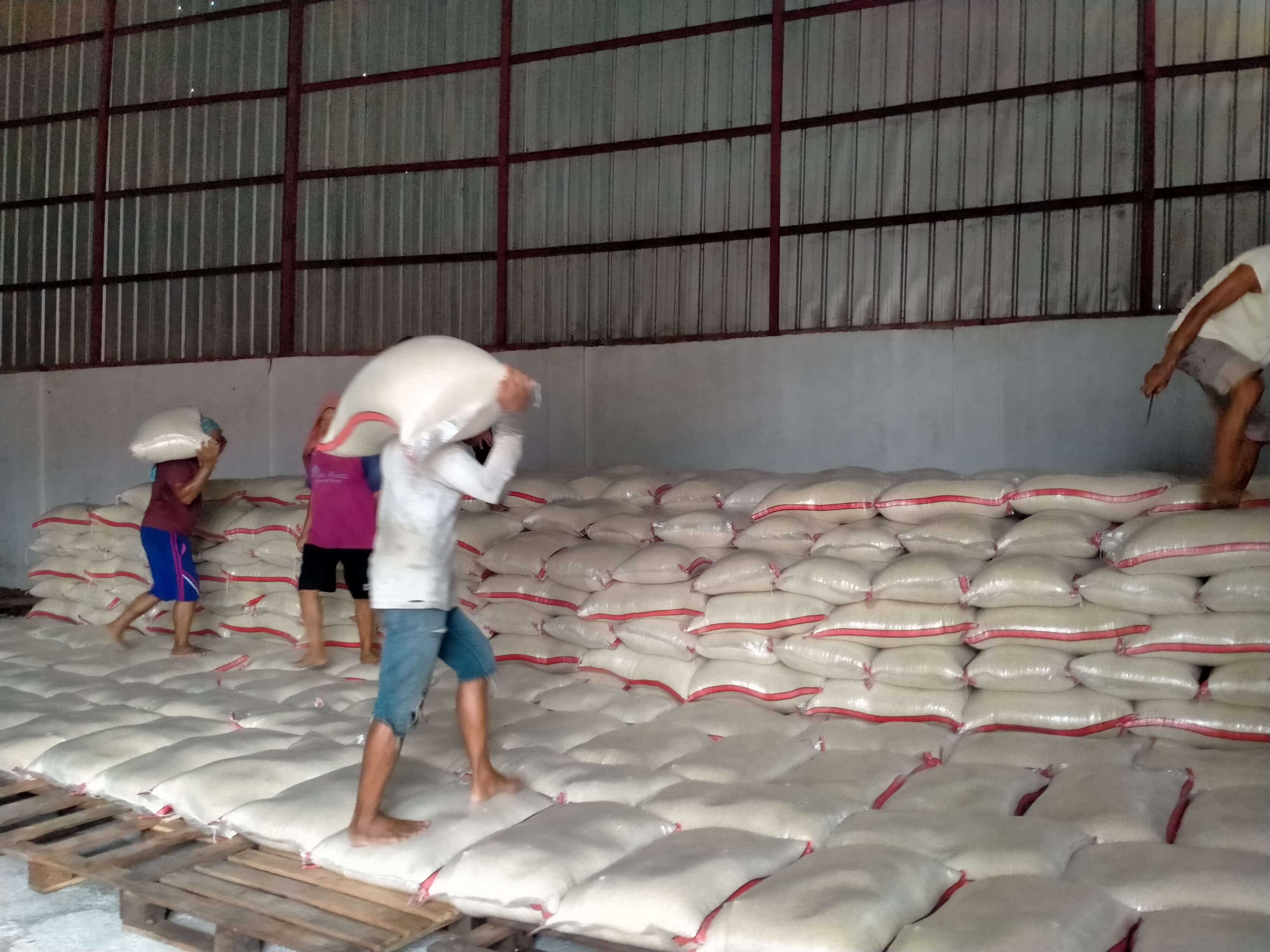 Lebih dari 75 Persen Gabah dan Beras Petani Diserap Bulog Indramayu