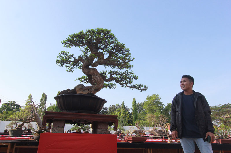 Pameran Bonsai di Halaman GOR Singalodra Indramayu Diikuti Ratusan Peserta, Ada Bonsai dengan Harga 350 Juta