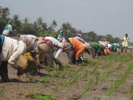 Biaya Operasional Musim Tanam Rendeng Melonjak