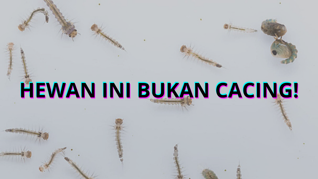 Banyak Cacing Kecil Hitam Di Kamar Mandi Saat Musim Hujan? Itu Bukan Cacing! Ini Penjelasan Lengkapnya