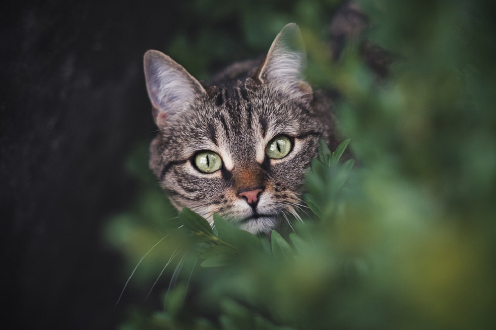 Risih Kucing Kampung Peliharaan Sering Hamil? Berikut 3 Cara Mencegah Kucing Peliharaan Hamil Yang Bisa Dicoba