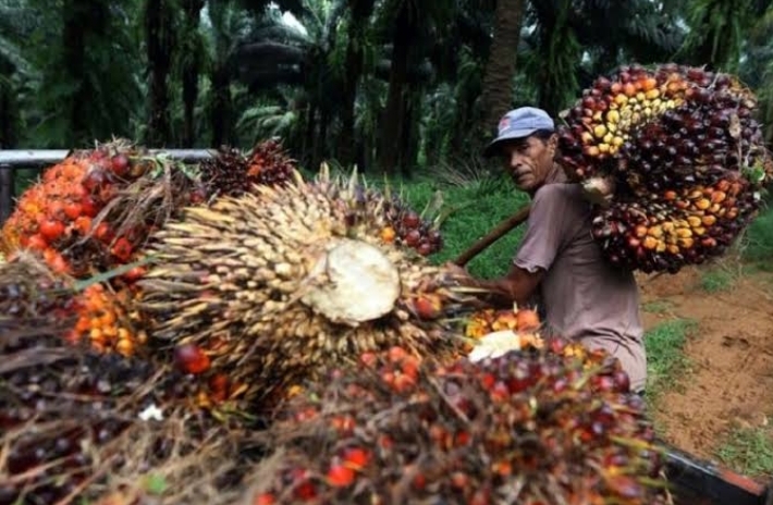Kredit Pinjaman KUR Petani Sawit Rp100 Juta, Bunga nya 6% Apa Syarat Pengajuan Nya? Cek Berikut ini 