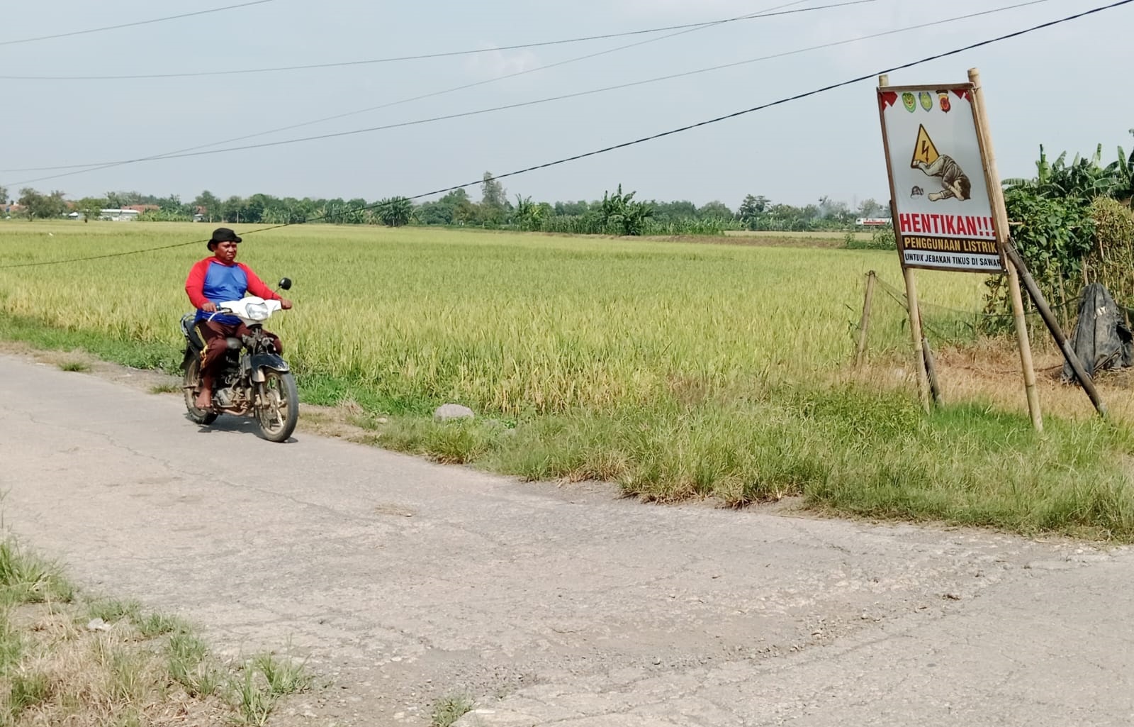 Petani Gotong Royong Basmi Hama Tikus dengan Gropyokan