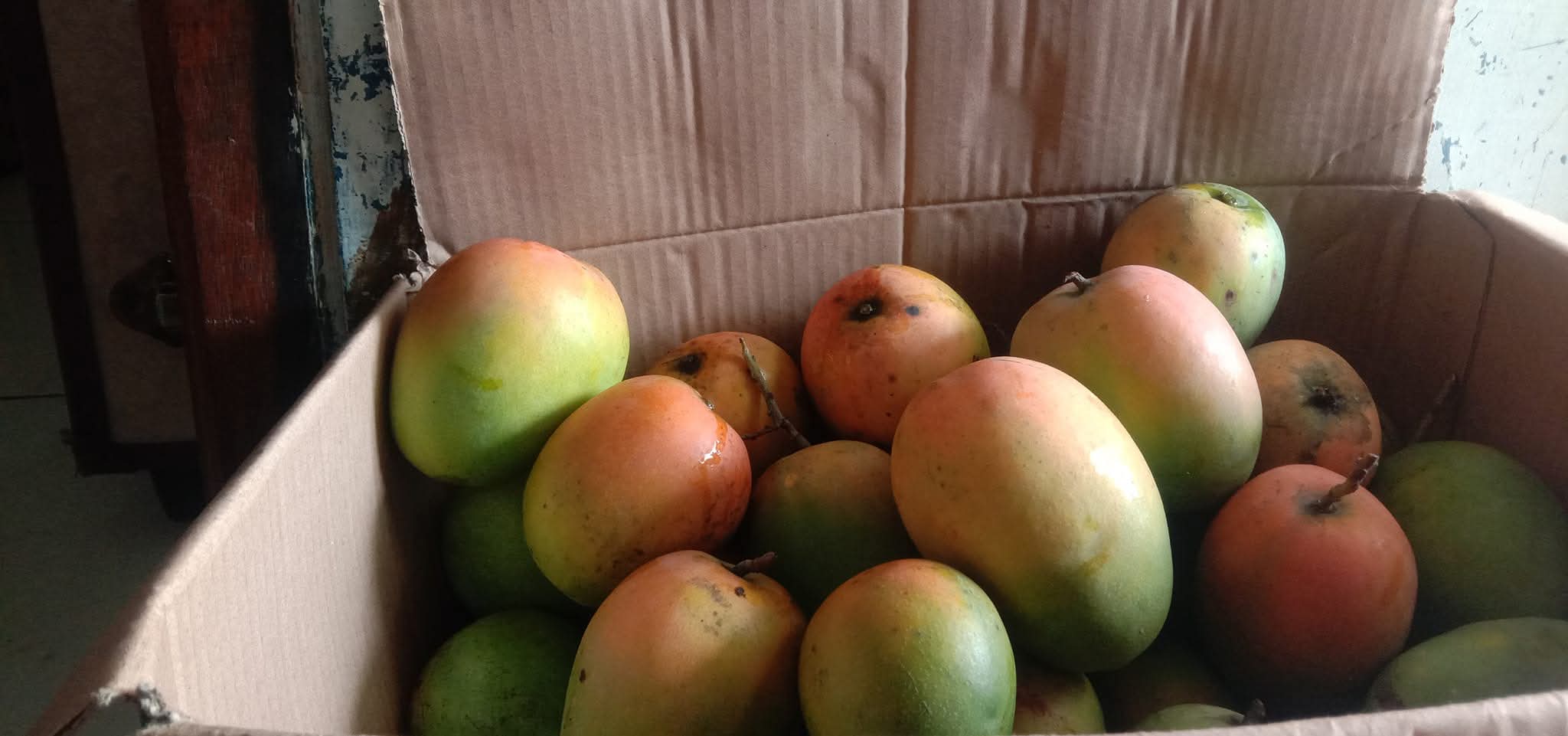 Mangga Gedong Gincu Ditetapkan sebagai Buah Khas Indramayu, Ini Penjelasannya