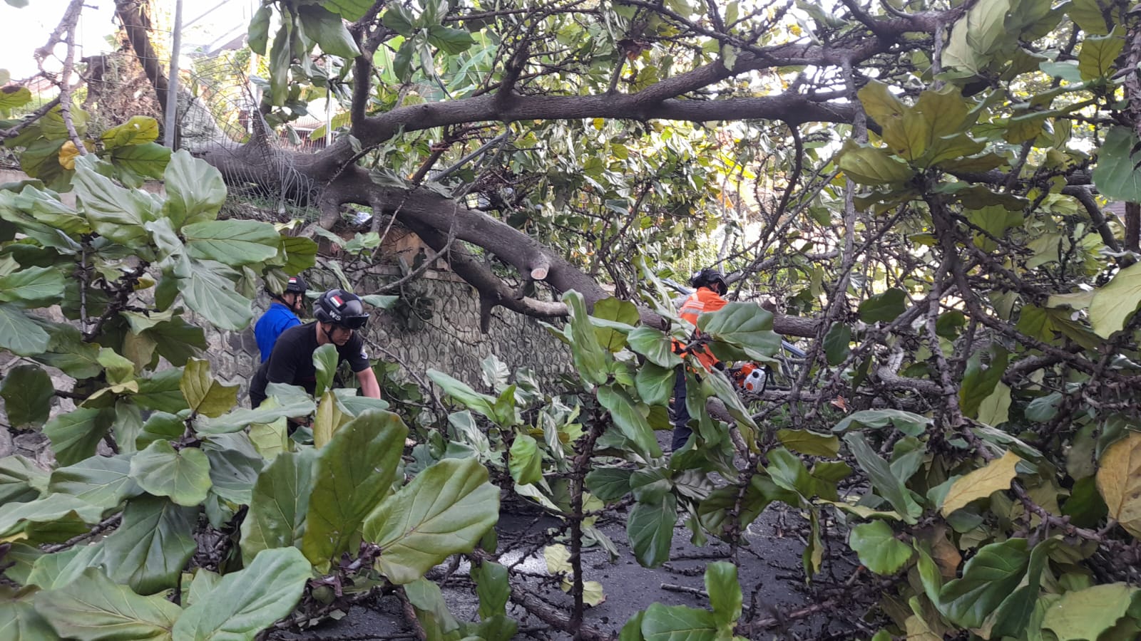 Sempat Tertutup,  Akibat Pohon Tumbang Sebelum Silaturahmi Bhayangkara se-wilayah 3 Cirebon