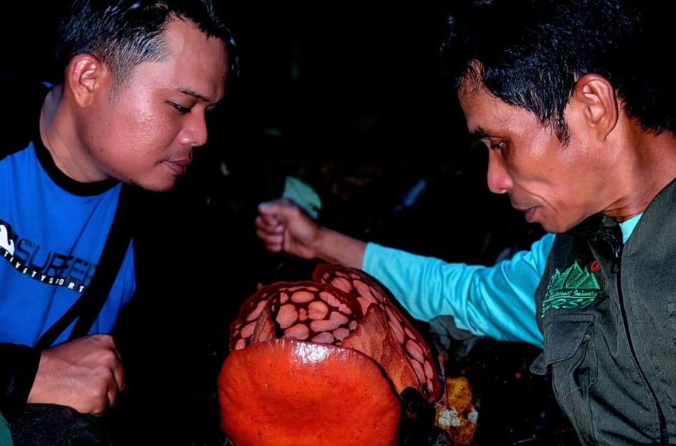 Dibalik Mekarnya Bunga Langka Misterius, Ada Perjuangan dan Tangis Para Peneliti Indonesia!