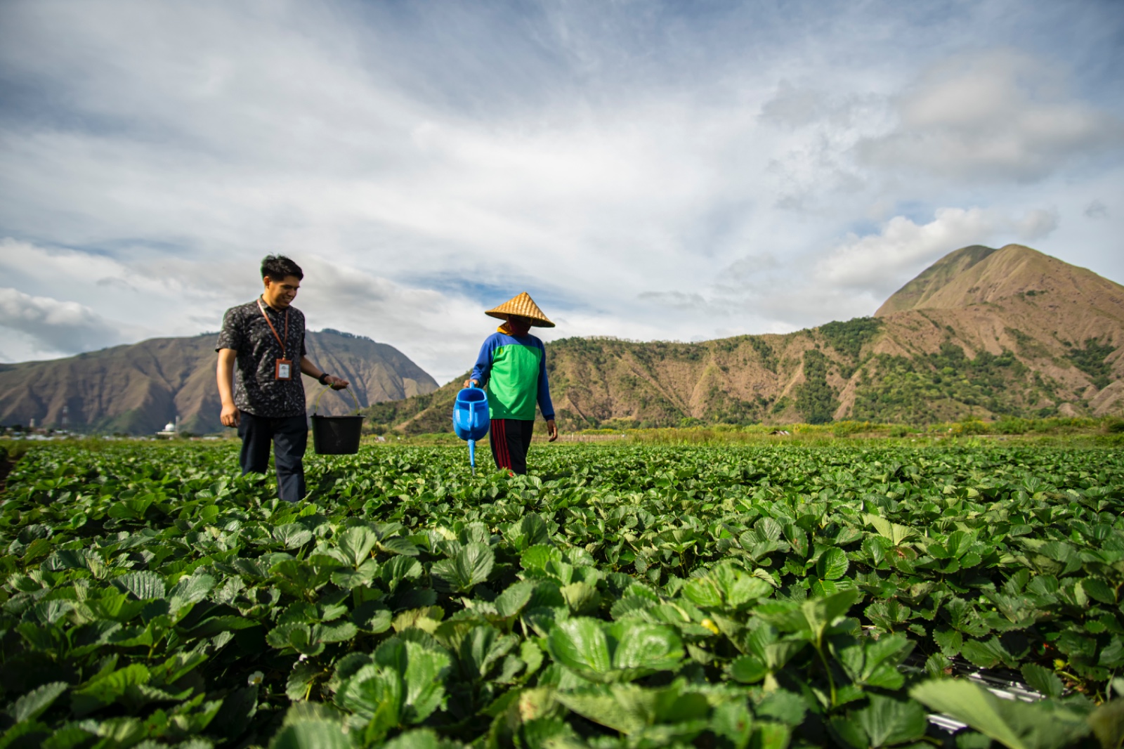 BRI Salurkan KUR Rp83,38 triliun, Pertanian Jadi Motor Utama