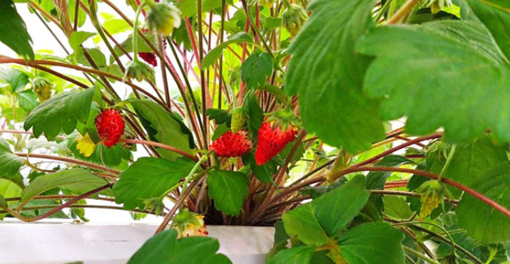 Metode Container Farming, Cara Baru Bercocok Tanam Buah Stroberi Tanpa Lahan