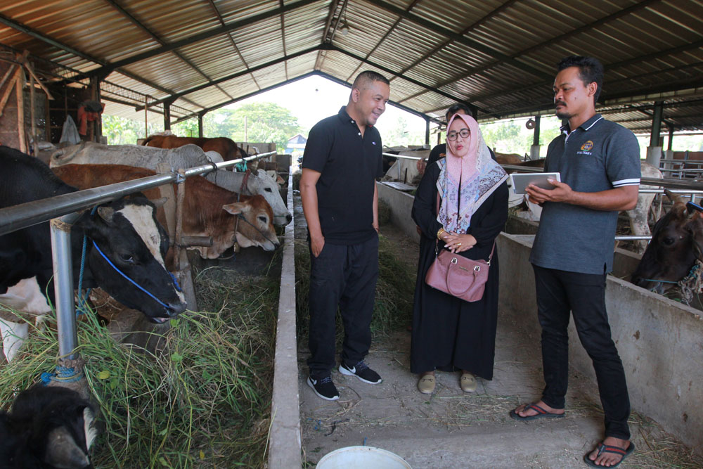 Peternak Desa Cangkingan Jual Sapi Secara Online, Pembeli Berdatangan dari Luar Daerah   