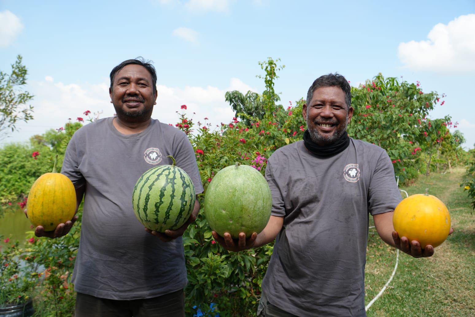 KTH Cemara Kulon Berhasil Panen Semangka dari Lahan Gersang