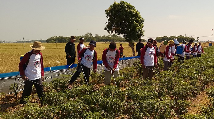 Tingkatkan Produksi dan Tekan Inflasi Daerah, DKPP Mencanangkan Gerakan Tanam Cabai