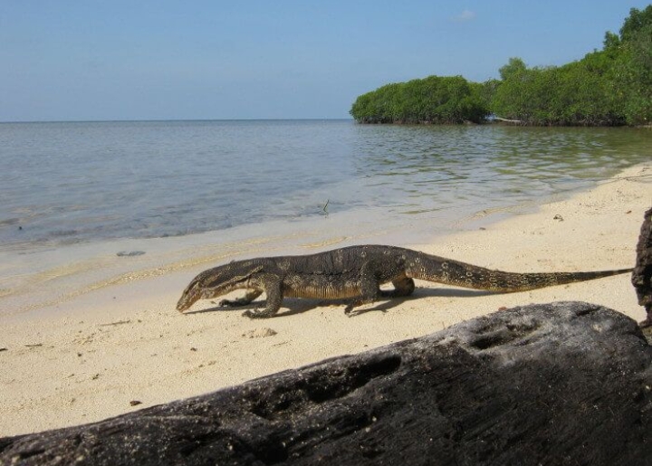 3 Aktivitas Menarik yang Bisa Anda Lakukan di Pulau Biawak: Surga Tersembunyi bagi Pencinta Alam! 