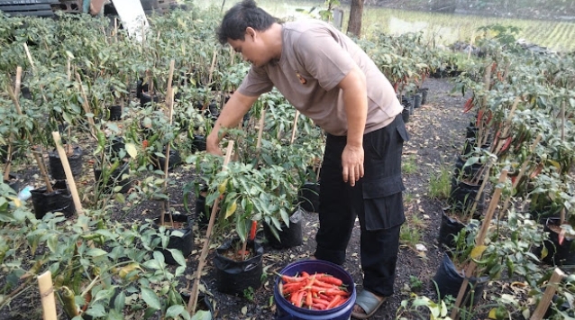 Polsek Widasari Laksanakan Pemetikan Pertama Cabai Merah Besar untuk Ketahanan Pangan