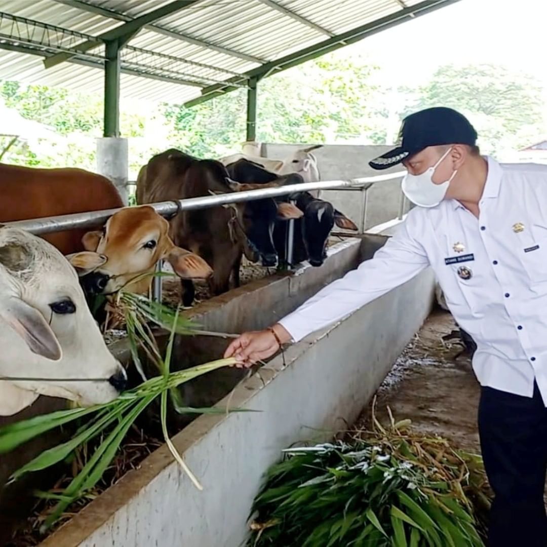 Pasarkan Hewan Kurban lewat Online