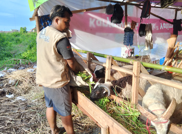 Jelang Iduladha, Peternak Domba-Kambing di Indramayu Siap Penuhi Kebutuhan Kurban
