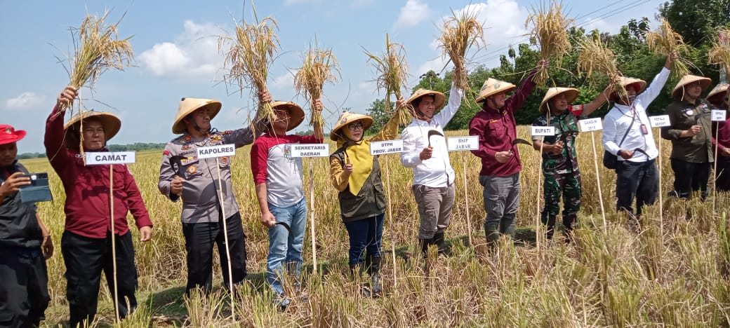 Jadi Lumbung Pangan Terbesar, Ikut Panen Padi Nusantara 1 Juta Hektare