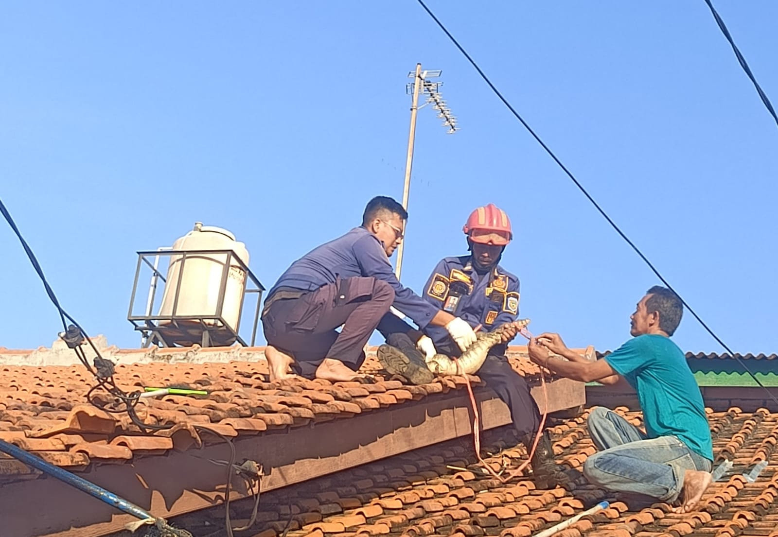 Damkar Evakuasi Biawak di Atap Rumah
