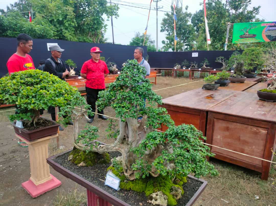 Komunitas Bonsaimania Perkenalkan Bonsai lewat Jemur Bareng