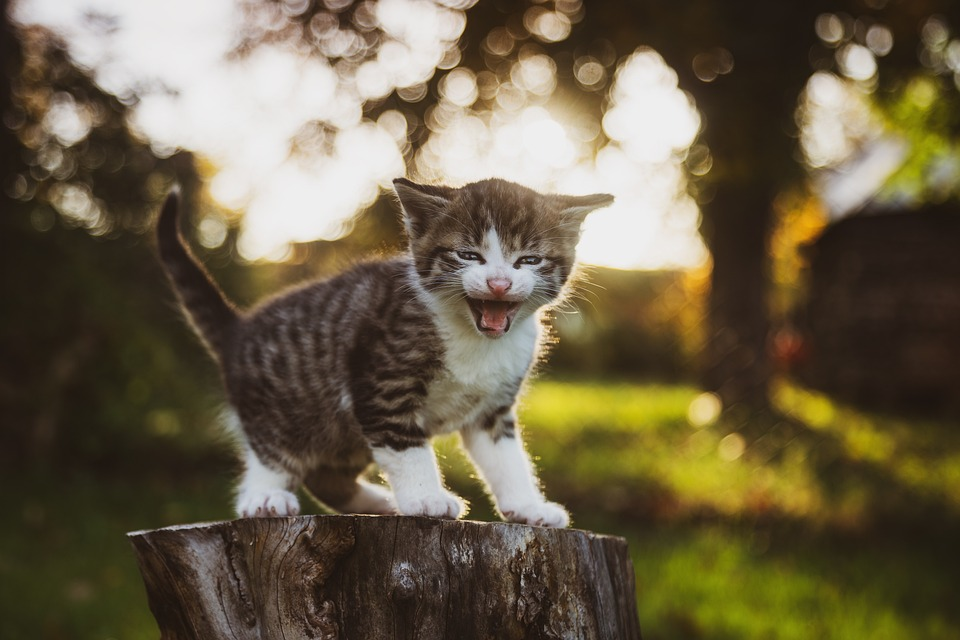 Kucing Muntah-Muntah Saat Musim Hujan? Hati-Hati, Ini 2 Penyakit Yang Menyerang Anabul Di Musim Hujan